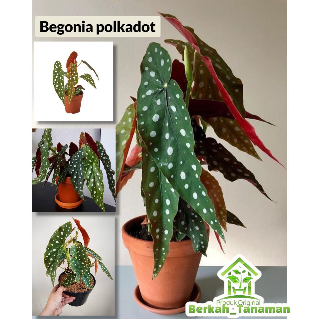 tanaman hias begonia polkadot/begonia polkadot/tanaman begonia