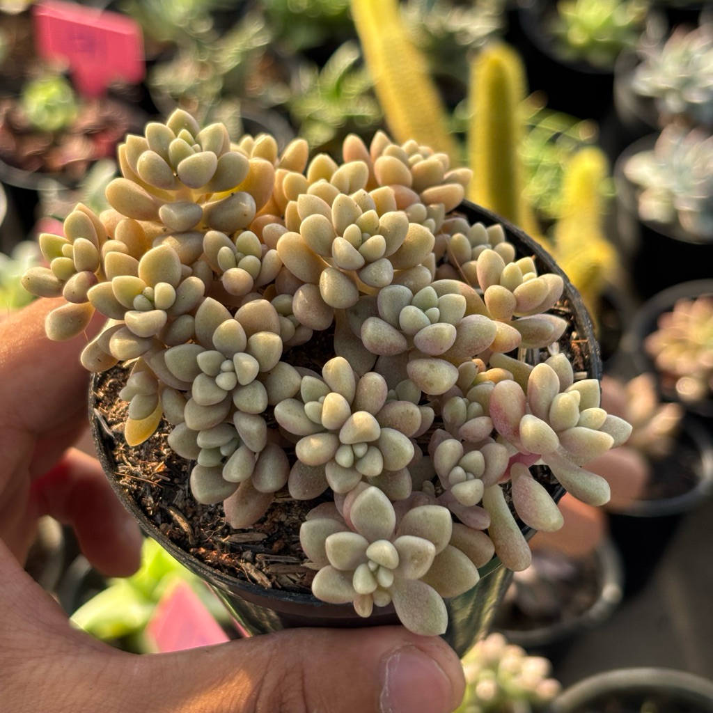 Sukulen Import Graptopetalum Mirinae Menor