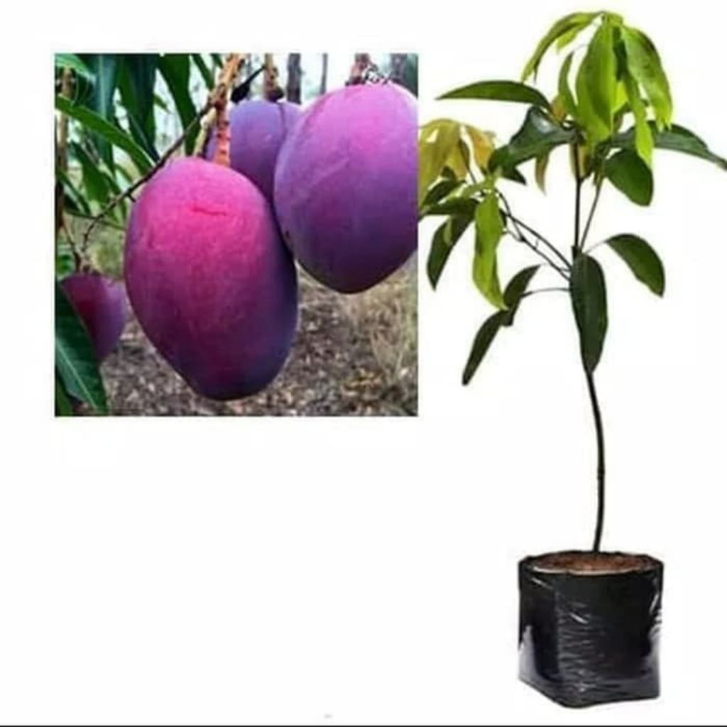 MANGGA YUWEN 6 FULLMED