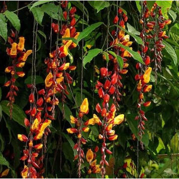 Tanaman Hias Flame Irian Coklat Bunga Menggantung