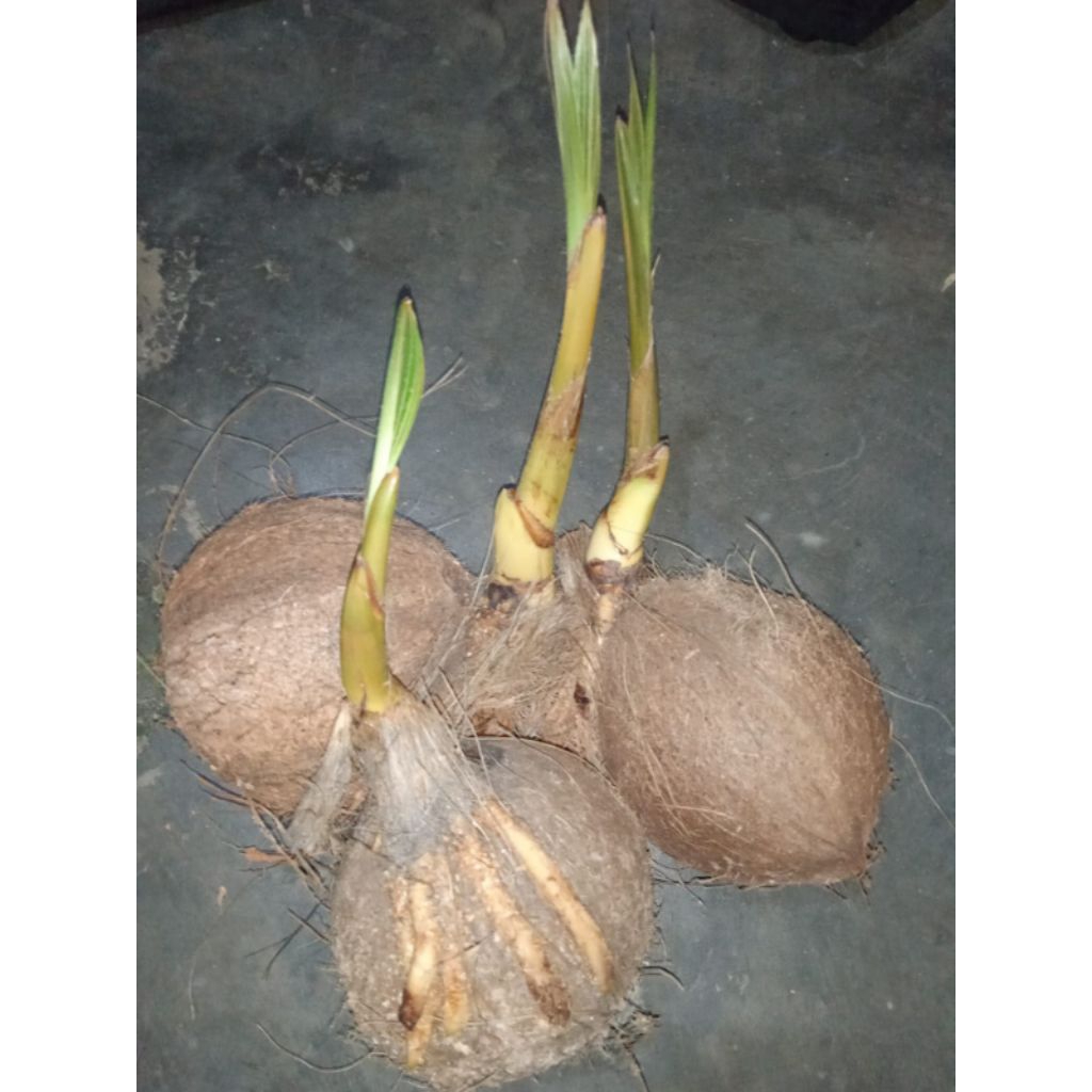 Bonsai kelapa bahan bonsai kelapa