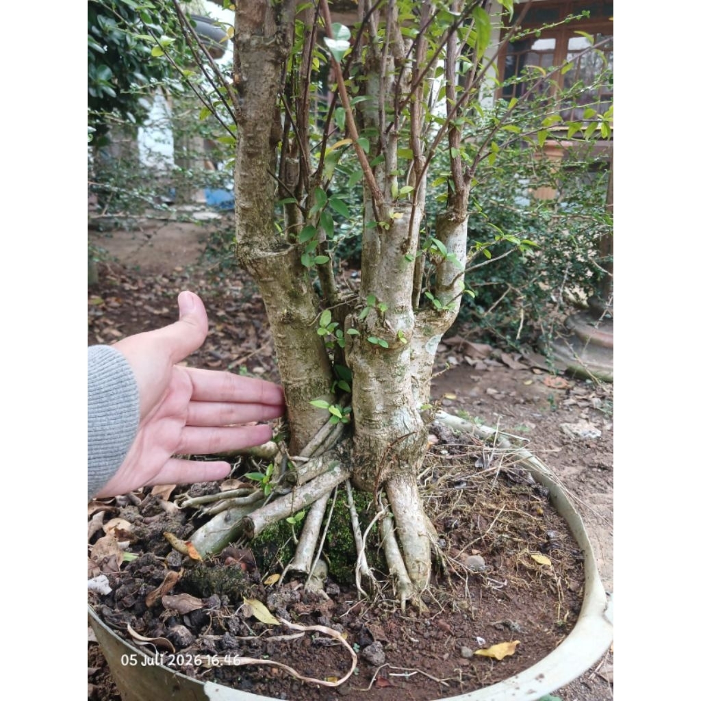 Bonsai anting putri raft bahan karakter sesuai foto