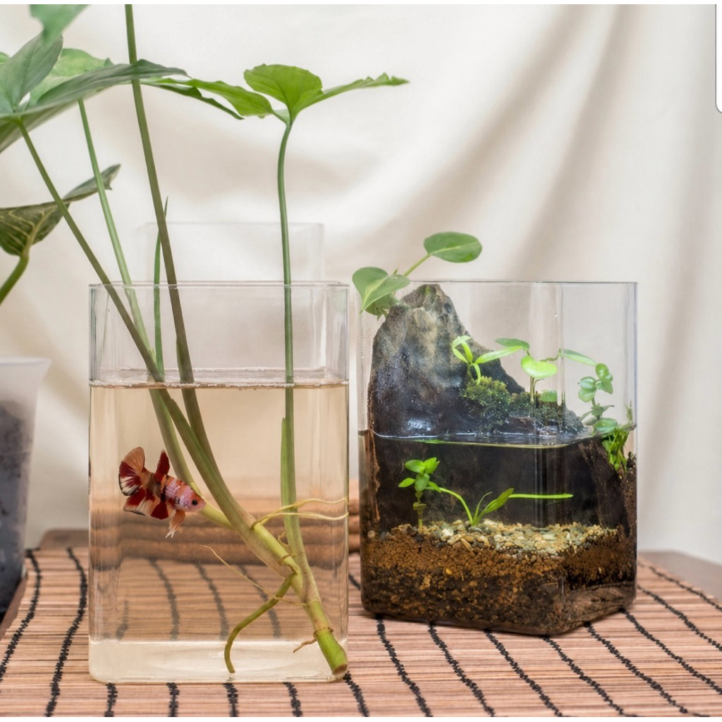 ABRA Aquarium / Akuarium Cupang / Toples Cupang / Soliter Cupang 2 Ltr ABRA