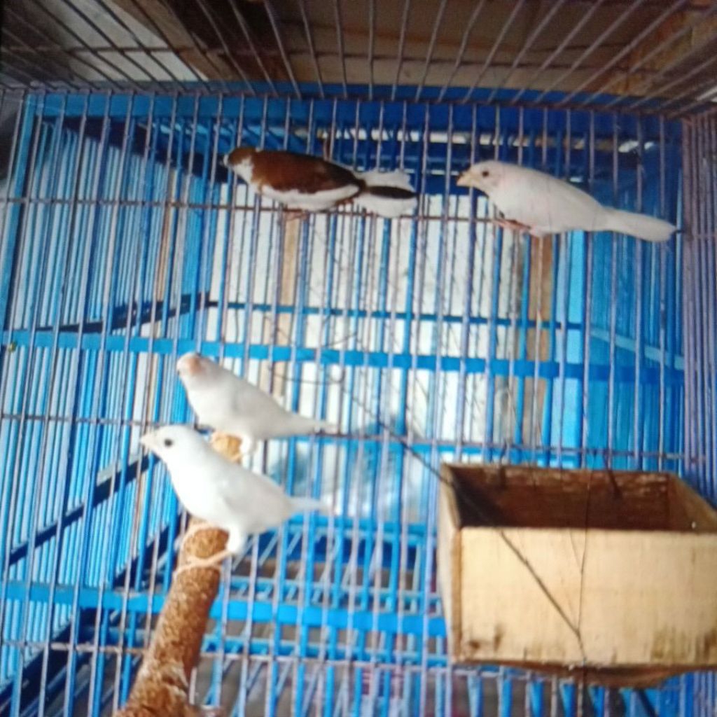 Emprit Jepang sepasang