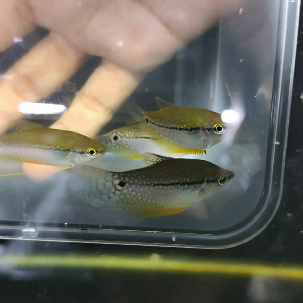 aquascape mutiara sepat/aksesoris aquascape