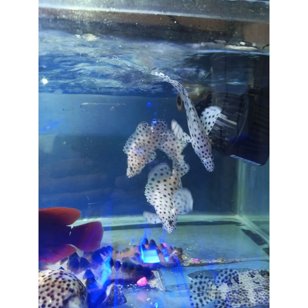 IKAN KERAPU BEBEK