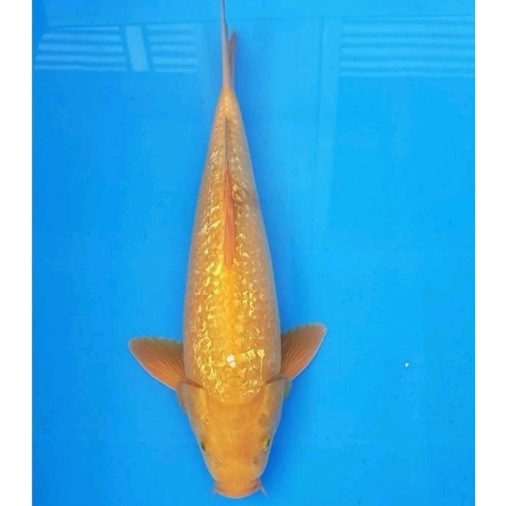 koi caramel gindrin size 15-20 cm