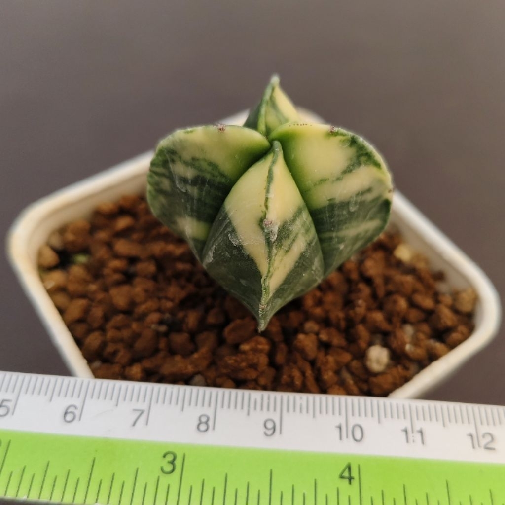 Astrophytum myriostigma quadricostatum variegata