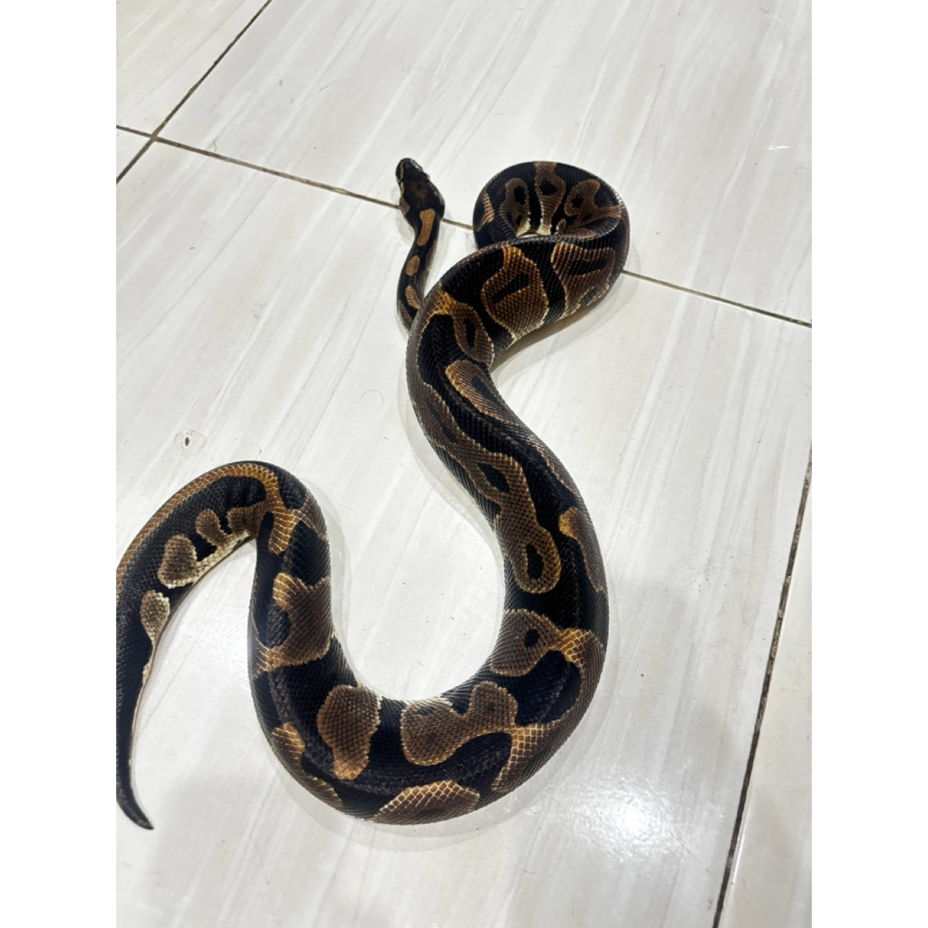 BALL PYTHON LEOPARD FEMALE REAL PICTURE