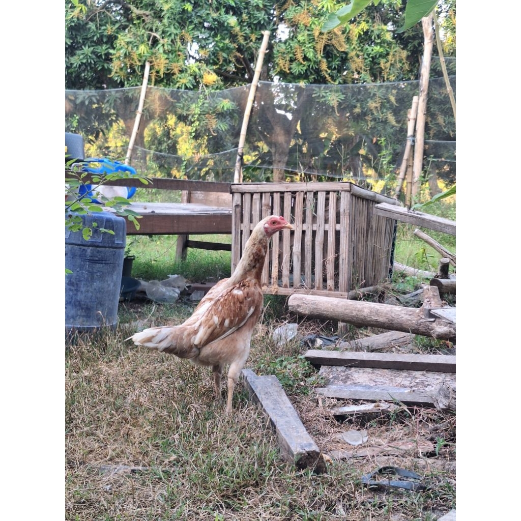 Ayam Betina Jenis Plucker x pakoy ( Ayam hidup)