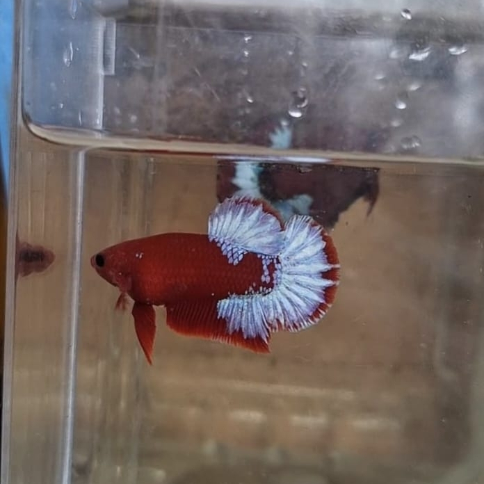 Cupang Hellboy
