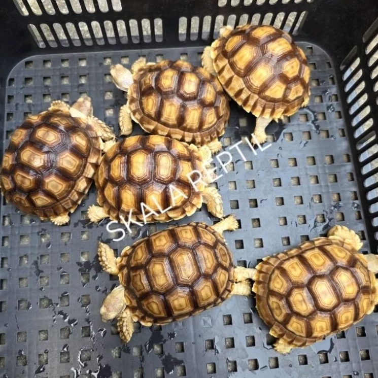 Kura-kura Sulcata Size 11-12cm