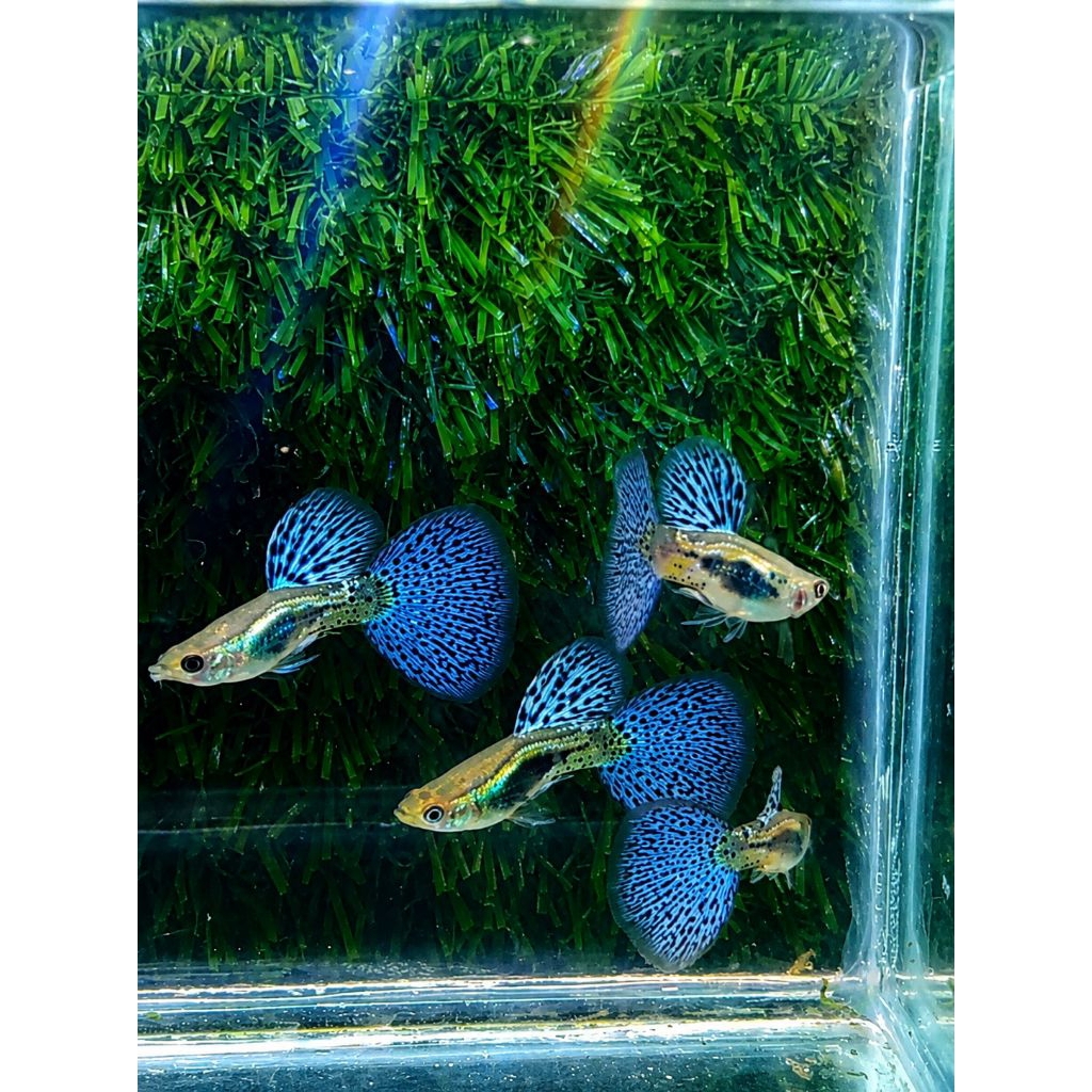Pingwin_Shup Stiker Guppy Blue Grass / Guppy Blue Grass / Blue Grass Guppy