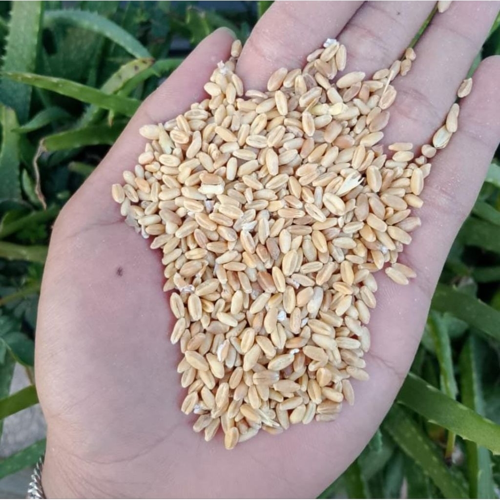 BIJI GANDUM UTUH - 1KG - WHOLE WHEAT PREMIUM ORGANIK