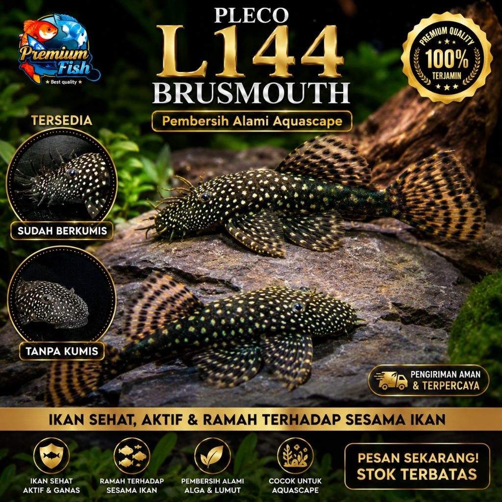 Pleco L144/Hiasan Aquascape Pembersih