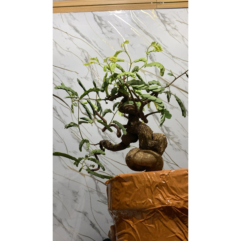 bonsai asem jawa meliuk ekstrim small real pict