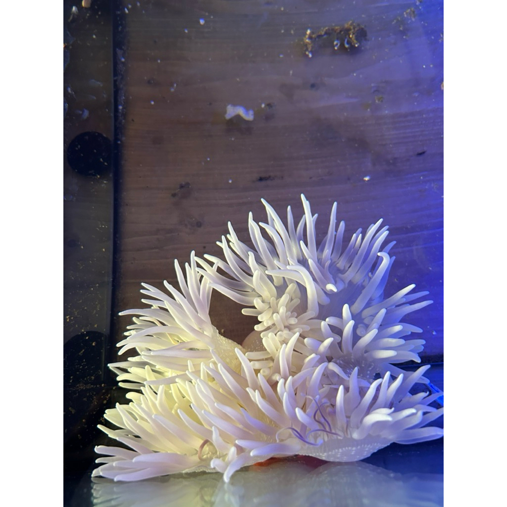 anemon model | biota laut
