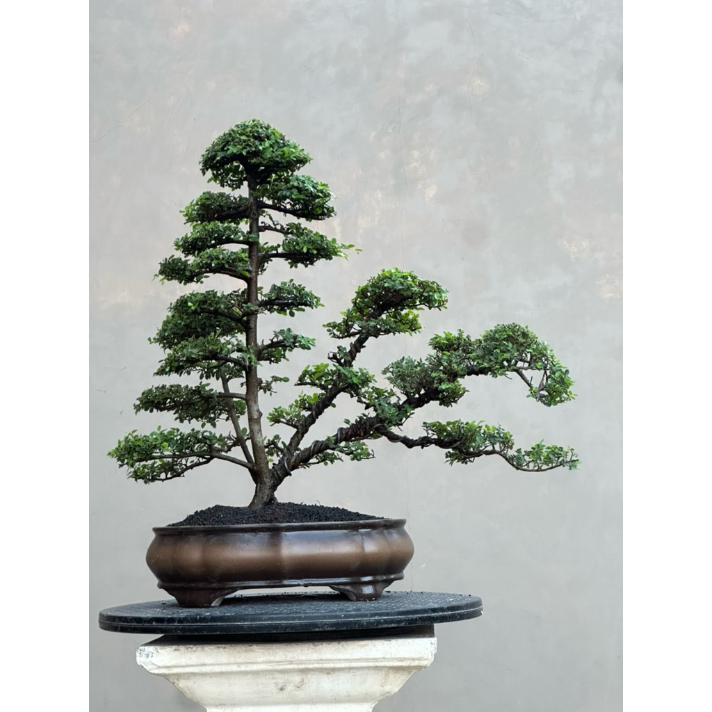 Bonsai Ulmus super micro gaya panorama,siap pajang