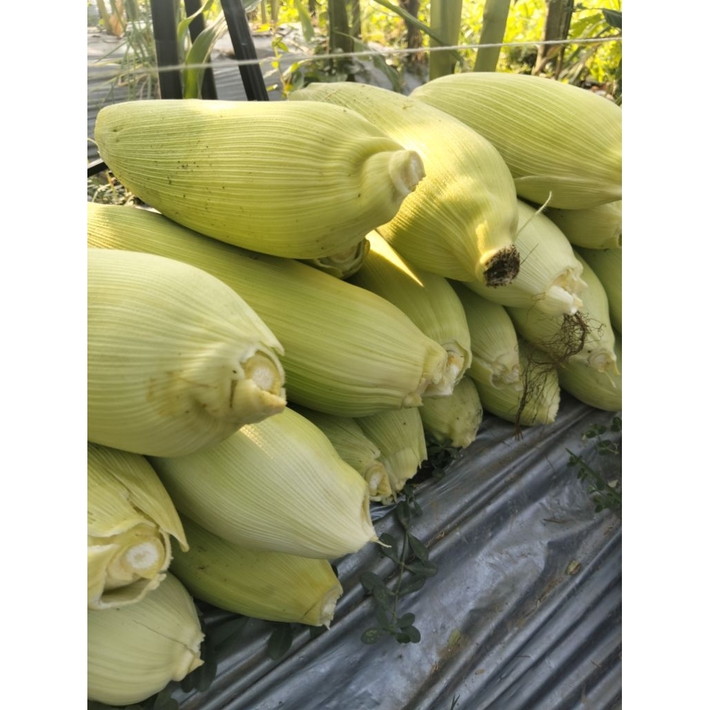 Jagung Manis (paragon)
