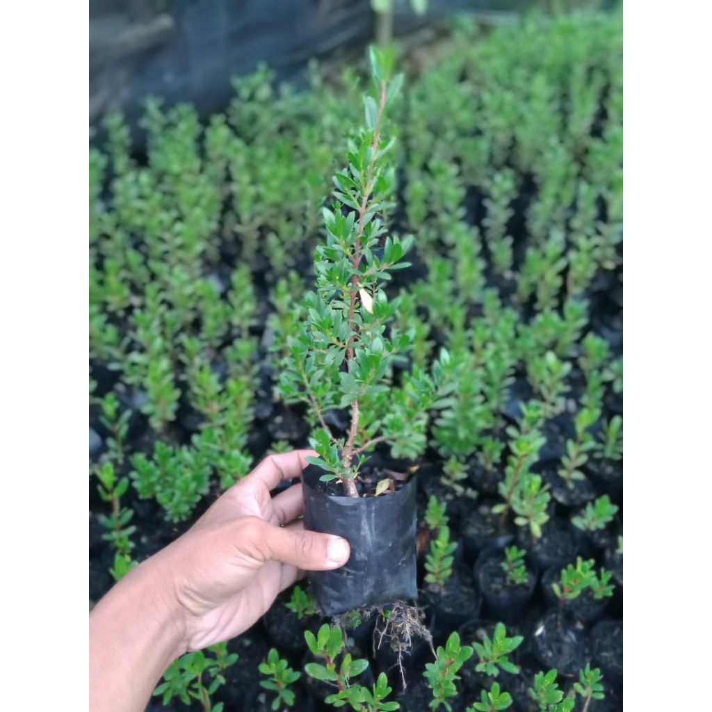 Bibit santigi mawar semai biji size 15-20cm natural eksotis.