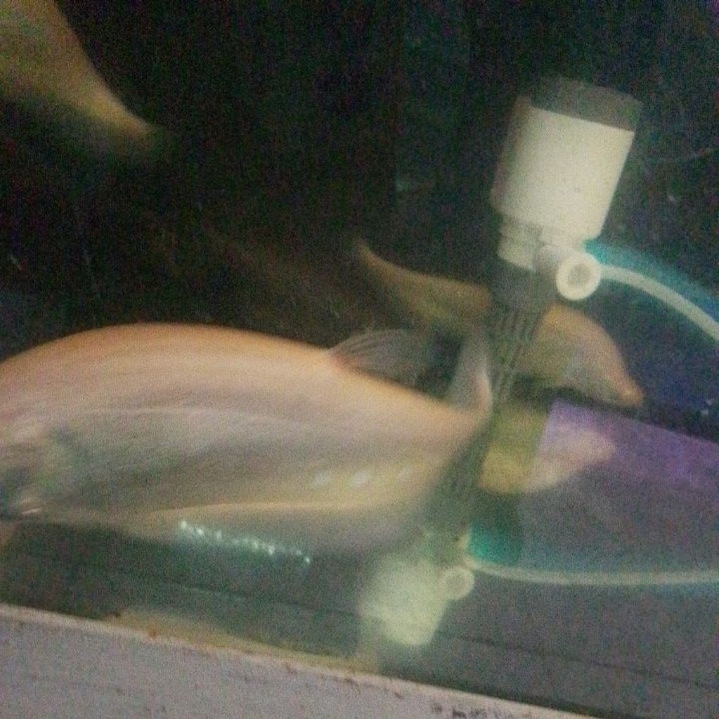 BELIDA ALBINO
