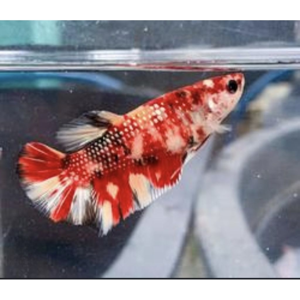 Ikan Cupang Giant - Warna Multicolor metalik, siap kawin