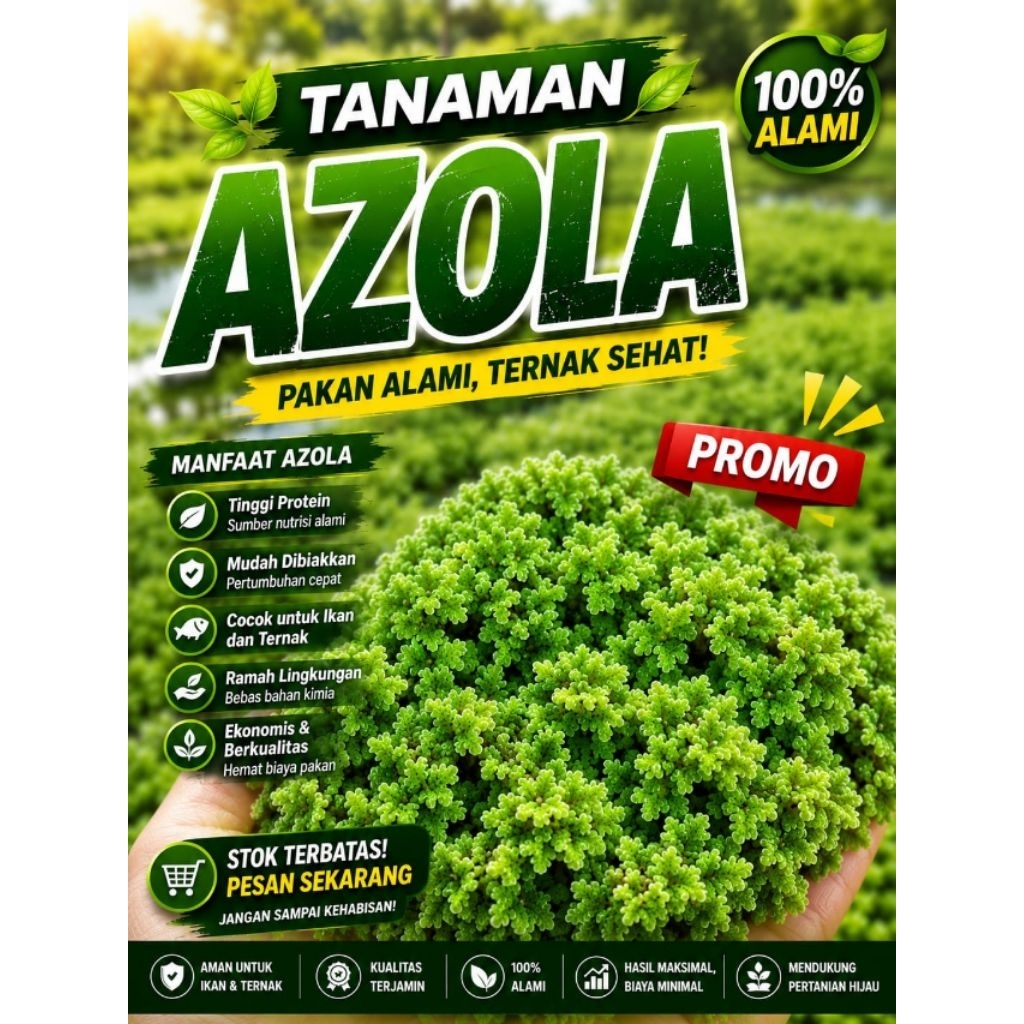 TANAMAN AZOLA TERBAIK 