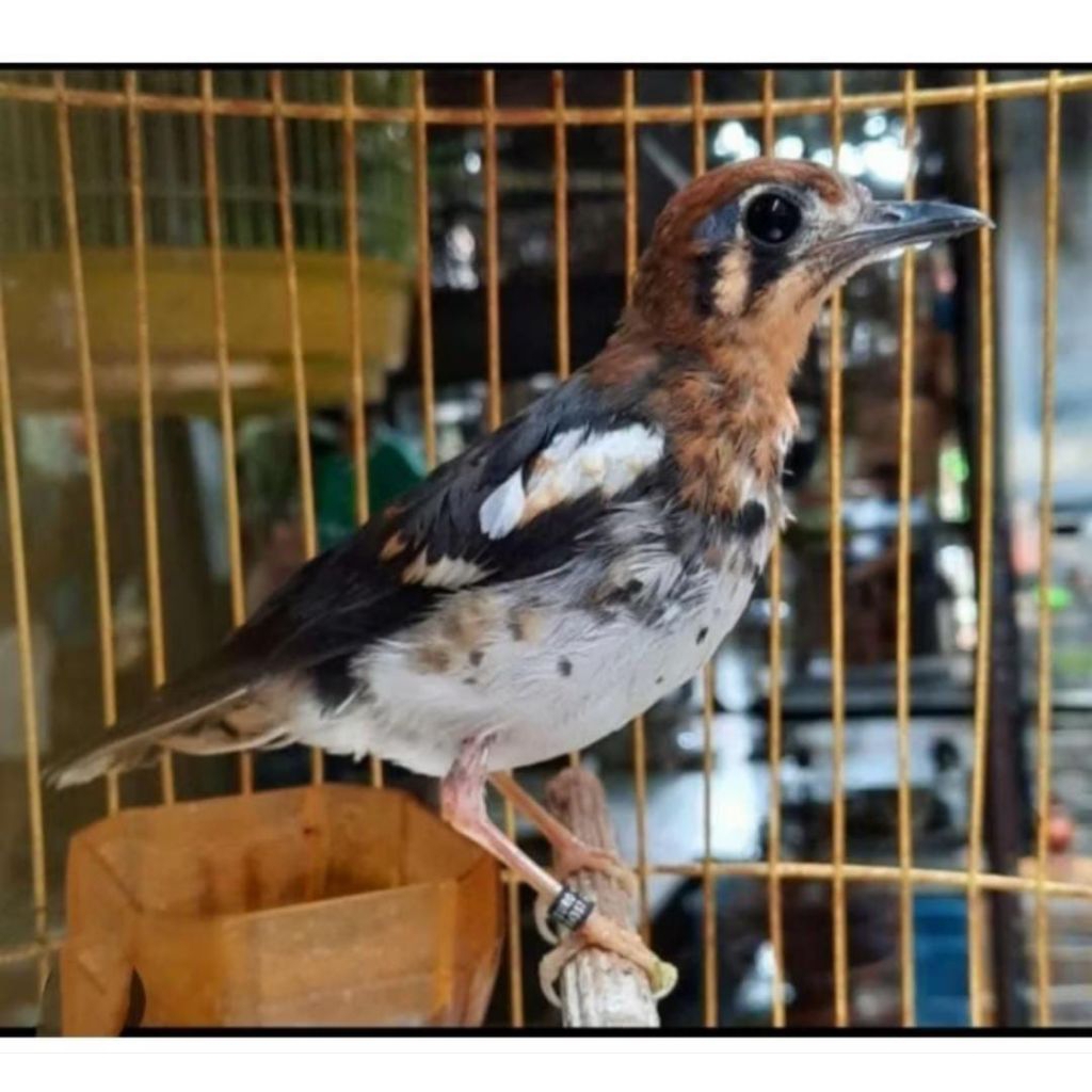 Burung Anis kembang Trotol Jantan Rawatan