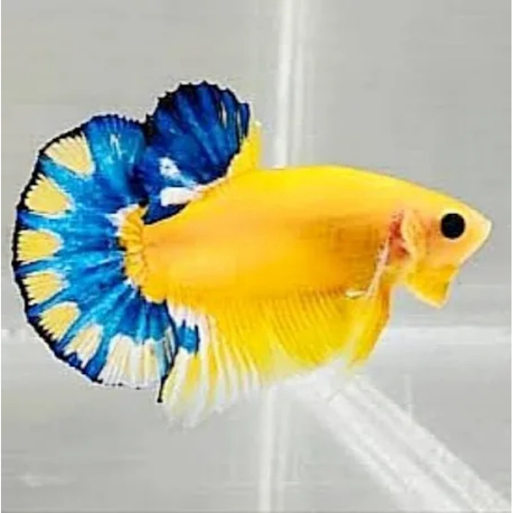 cupang plakat hellboy yellow hiasan aquarium