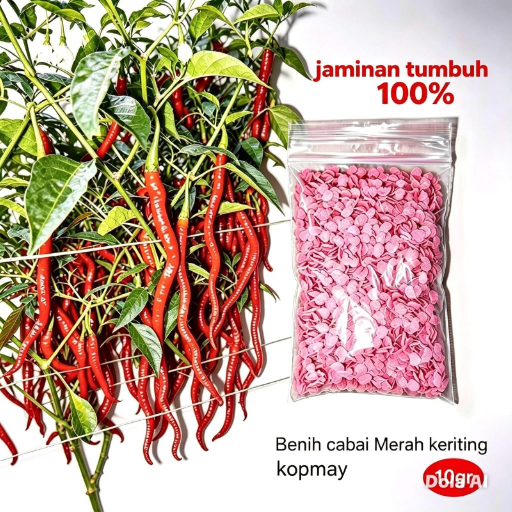 BENIH CABAI MERAH KERITING VARIETAS KOPMAY