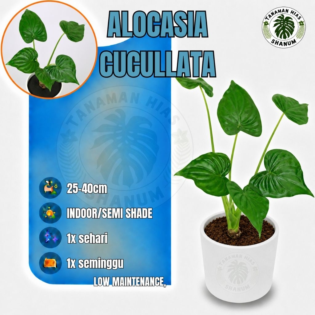 Promo COD Tanaman hias alocasia cucullata - alocasia cucullata - tanaman alocasia - alocasia