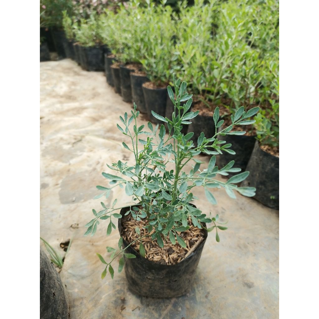 Bibit tanaman inggu Hidup | Tanaman Herbal | Packing Aman/inggu bibit/inggu