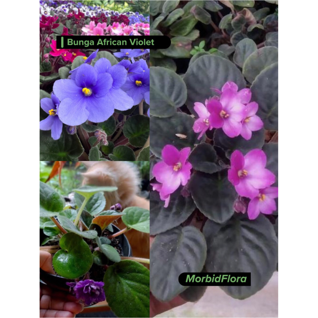 Tanaman Hias Bunga Violces / African Violet