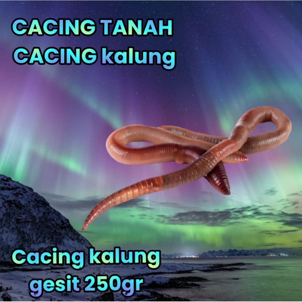 CACING KALUNG KEBO CACING TANAH jual per/cup  sedang
