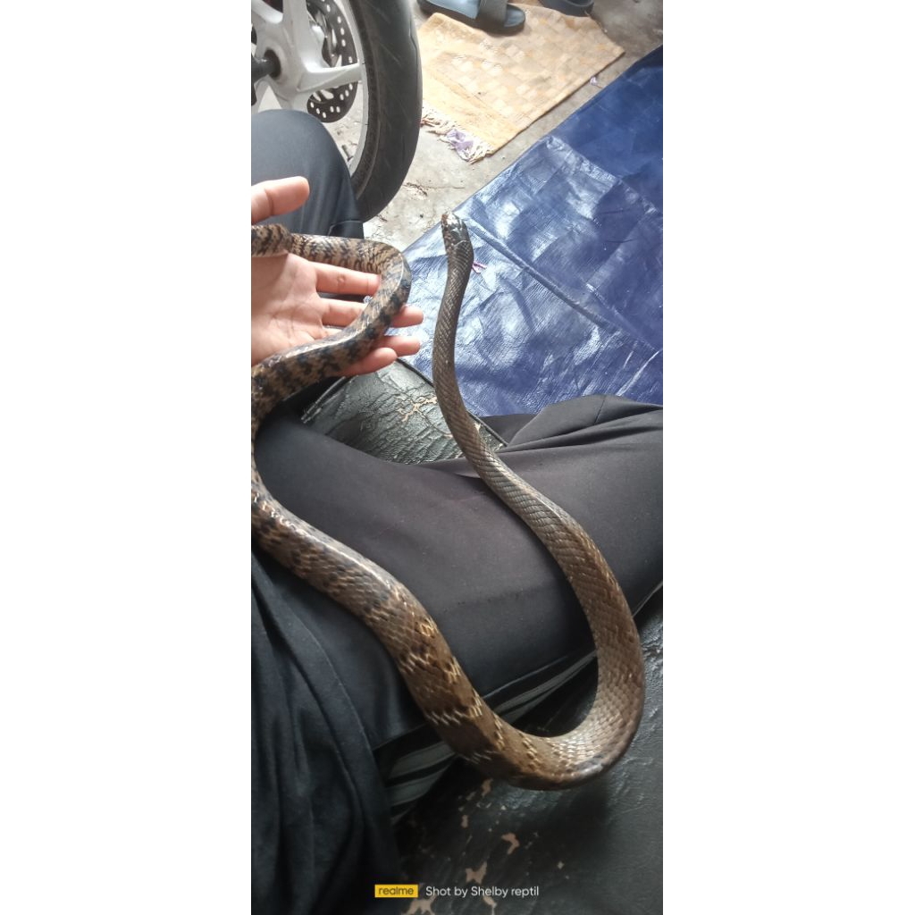 ptyas mucosa, jali 1,5m