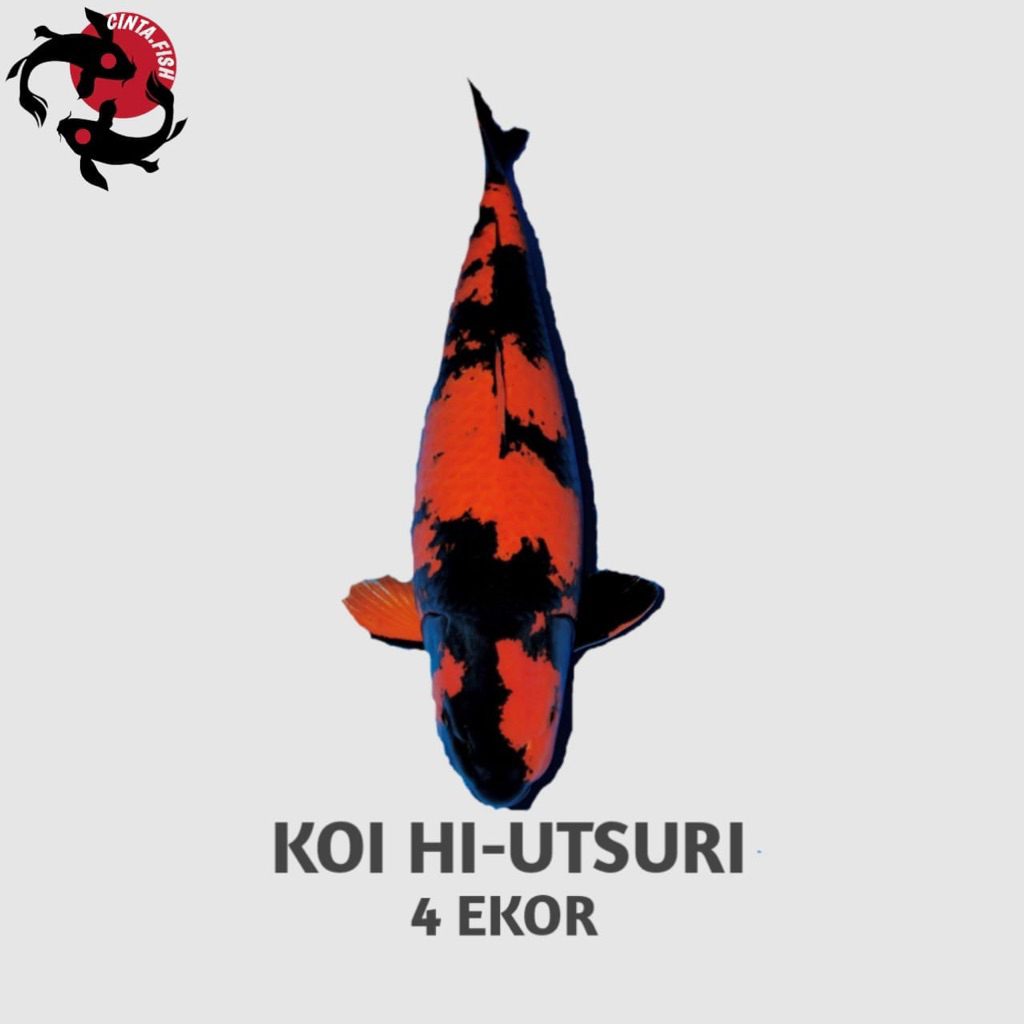 PAKETAN 4 EKOR UTSURI