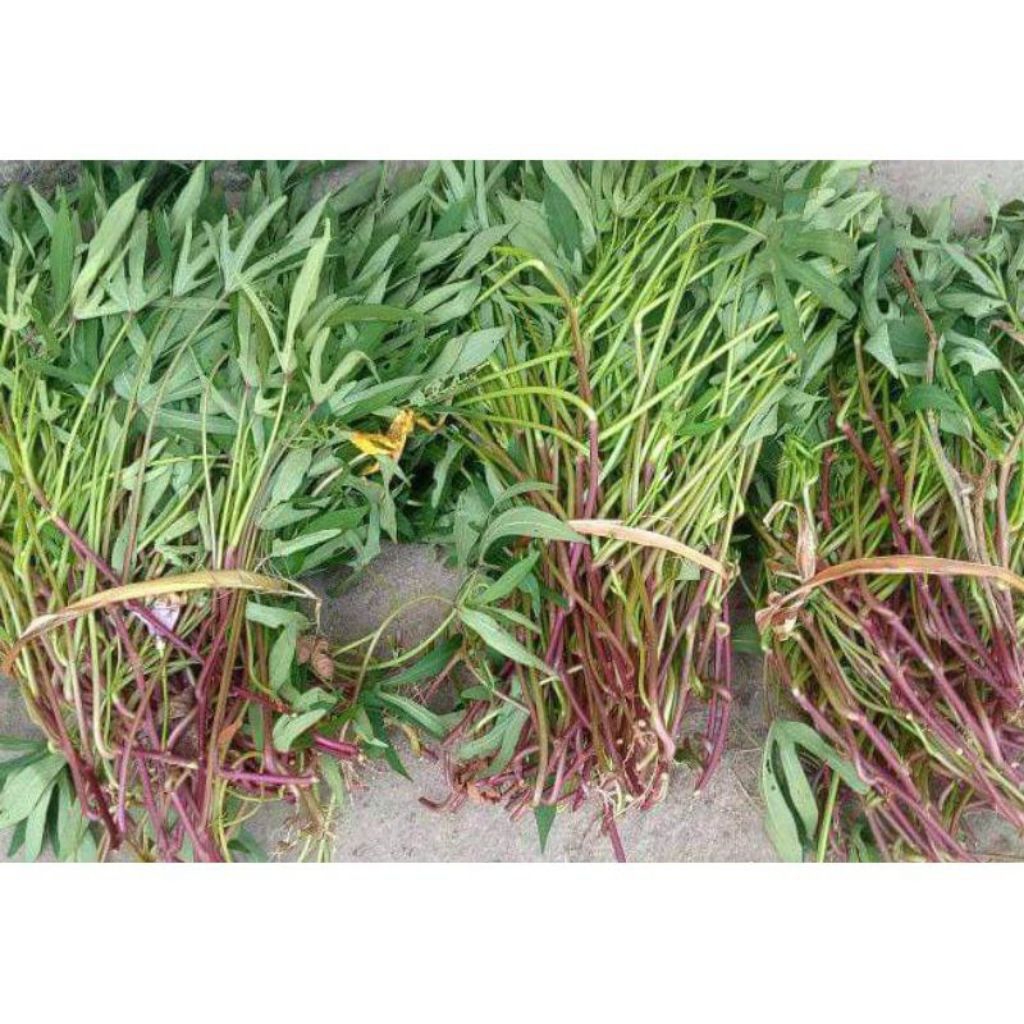 Bibit Ubi Cilembu Asli - Bibit Ubi Cilembu Sumedang Ubi Madu, 50 Batang per Ikat