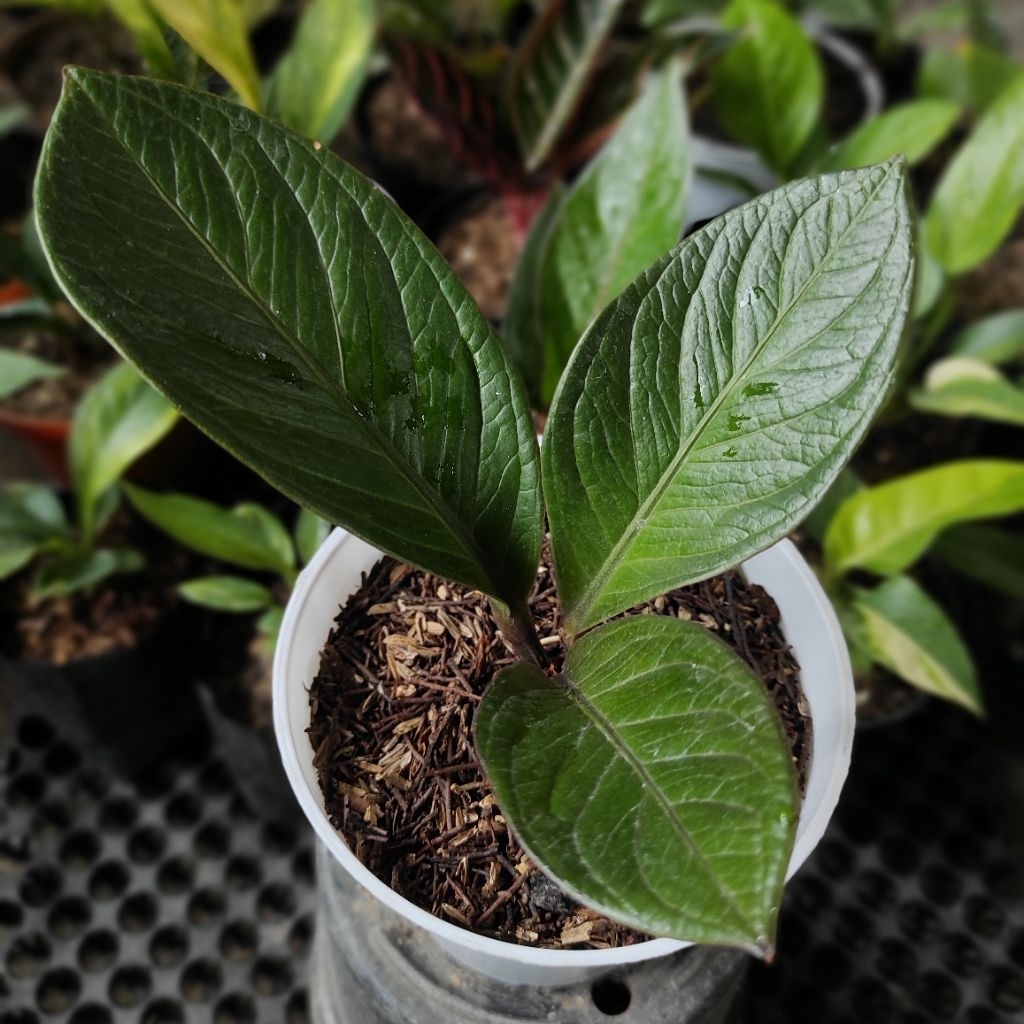 ANTHURIUM JEMANI BLACK TORNADO