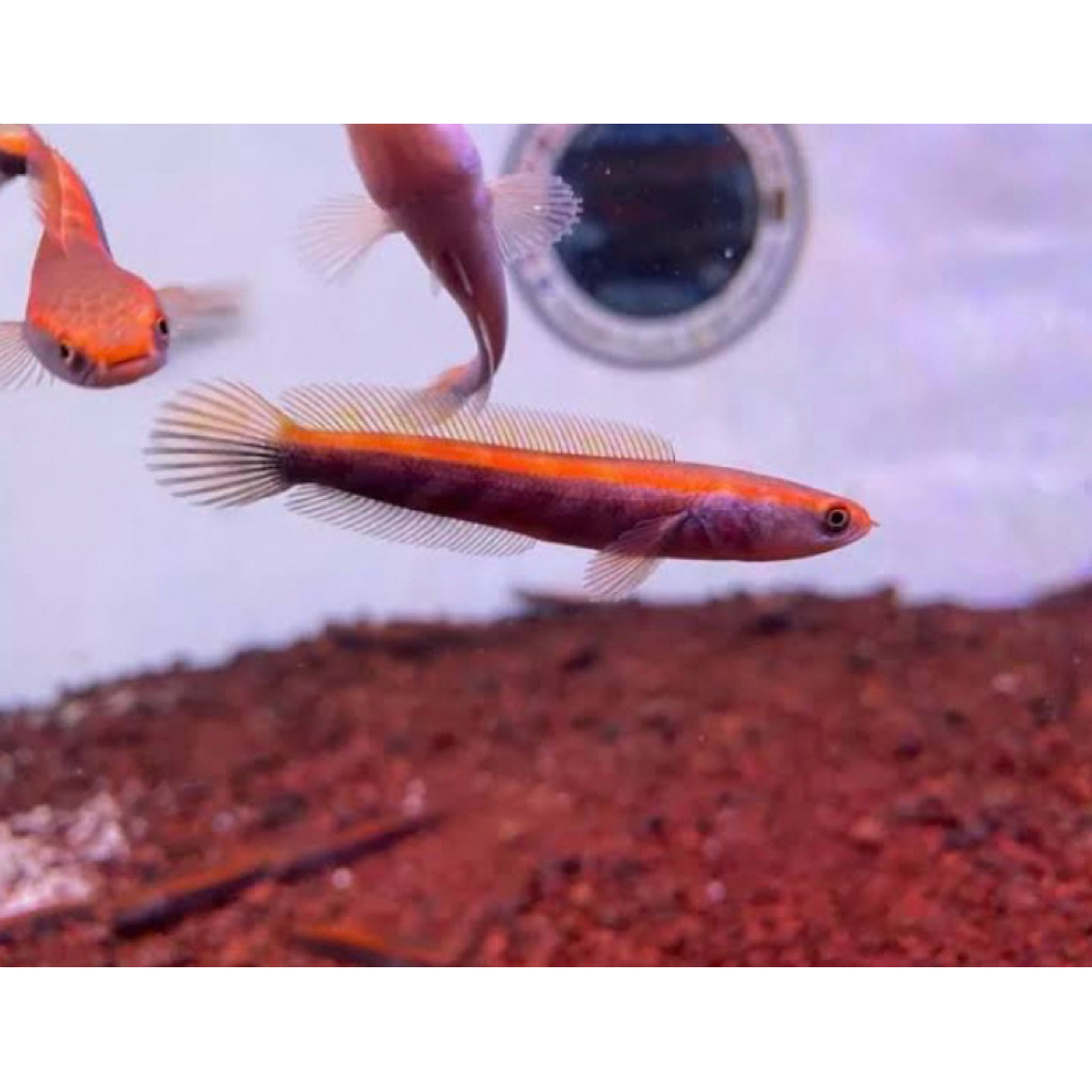 channa red barito merah isi 5 ekor [bonus pelet] berkualitas