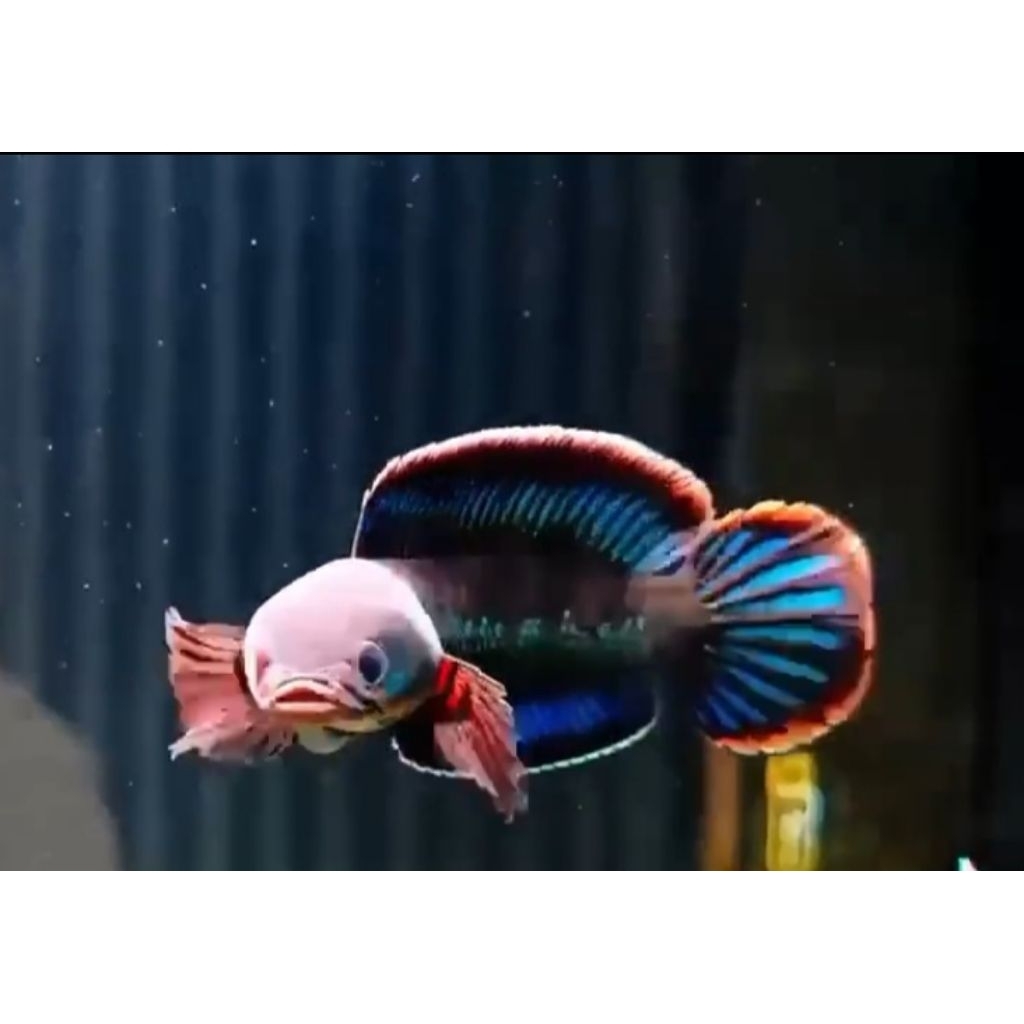 ikan channa andrao gondrong bagus original