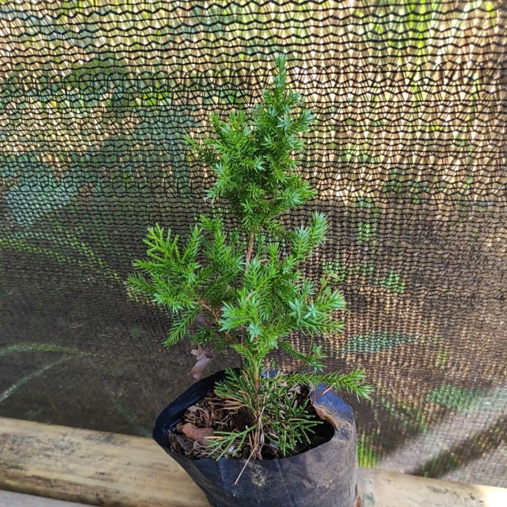 Bahan Bonsai Cemara Sinensis Hijau Kecil/ Pohon Cemara Sinensis Green