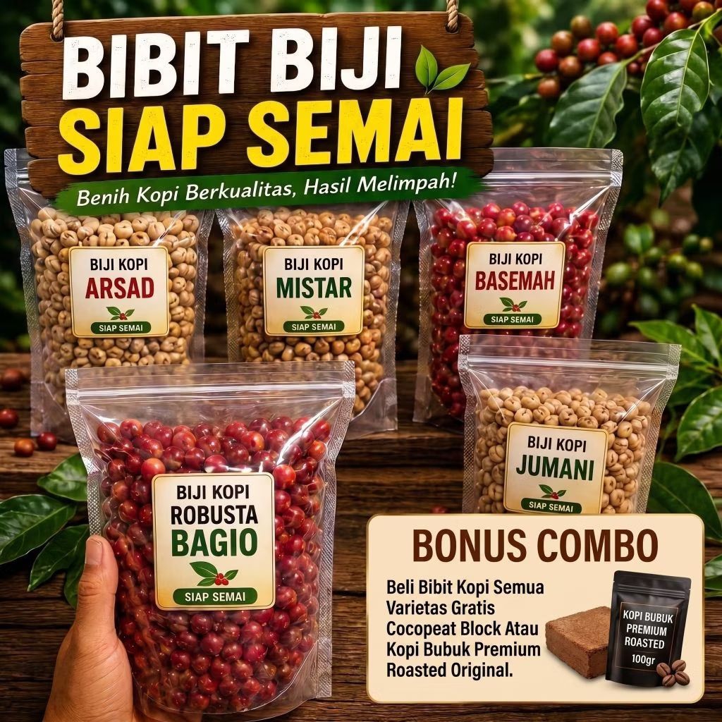 ORIGINAL Bibit Benih Biji Kopi Robusta Varietas Klon Arsad Bagio Basemah Mistar Jumani Unggul Siap S