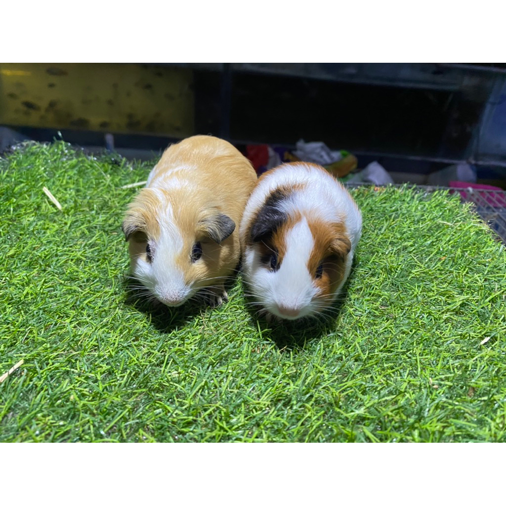 Guinea pig american/ marmut hias american
