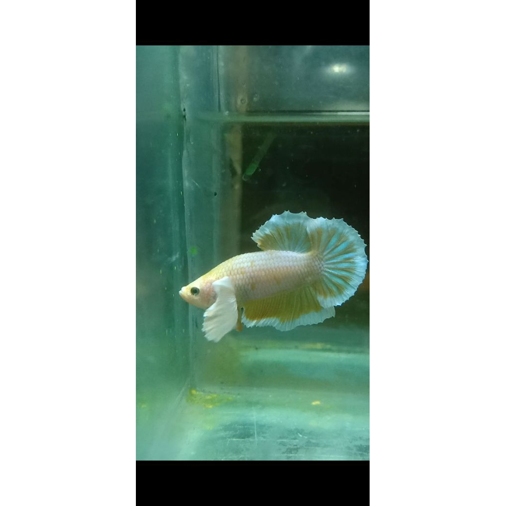 cupang dumbo ear soff gold,