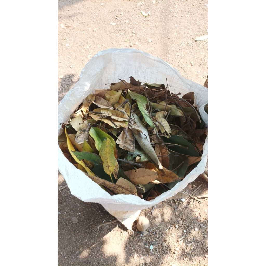 Daun Kering untuk kompos