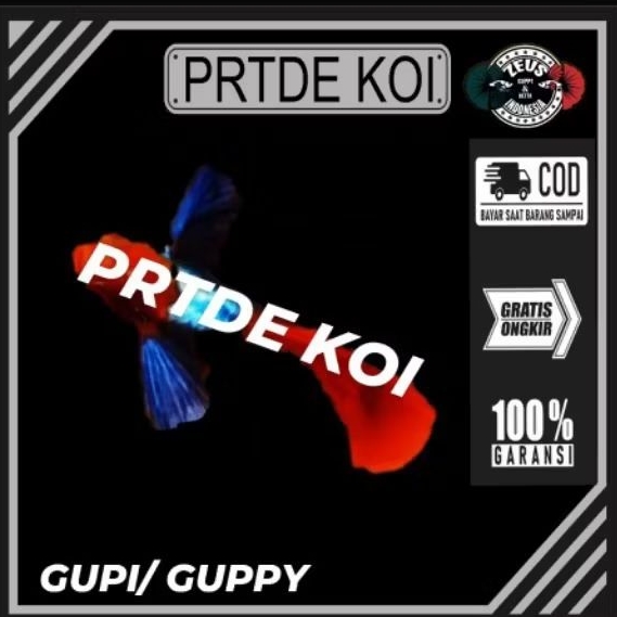Guppy PRTDE KOI pasangan