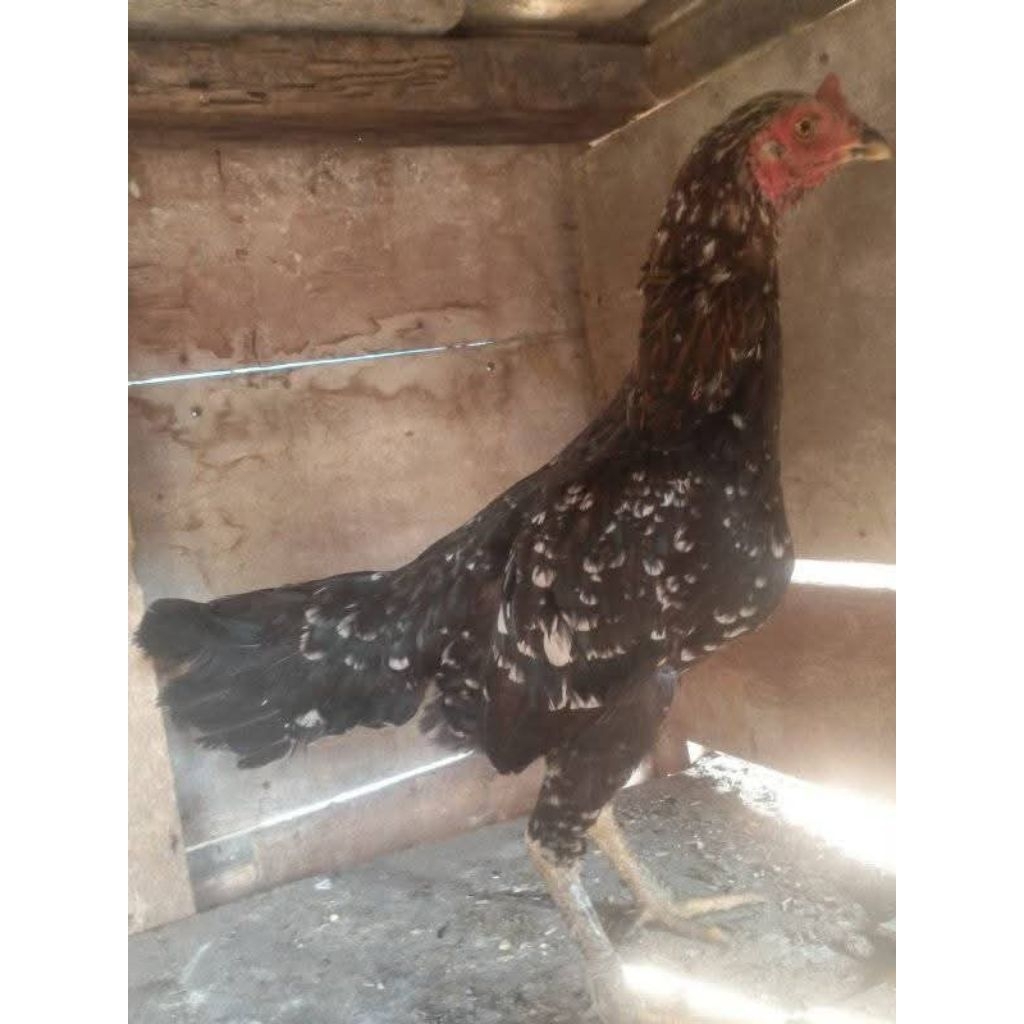 Ayam Kampung hidup betina ( indukan/biang ) sudah produksi