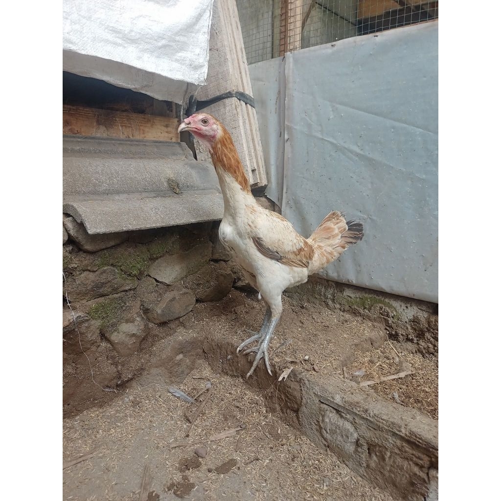 Ayam Kampung Betina Calon Indukan