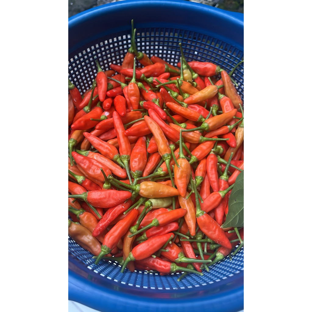 Cabe Caplak