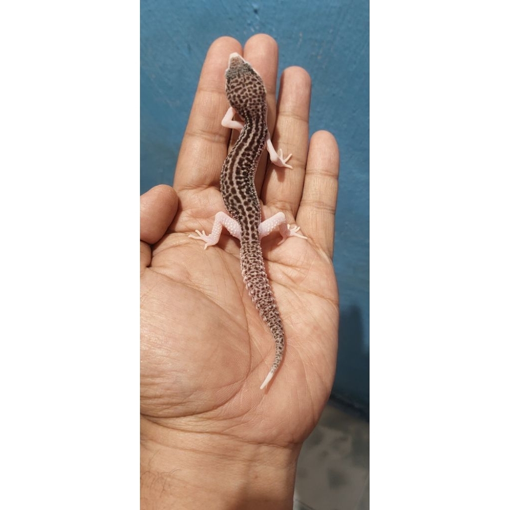 Mainan Leopard Gecko Super Snow Eclipse (Pied)
